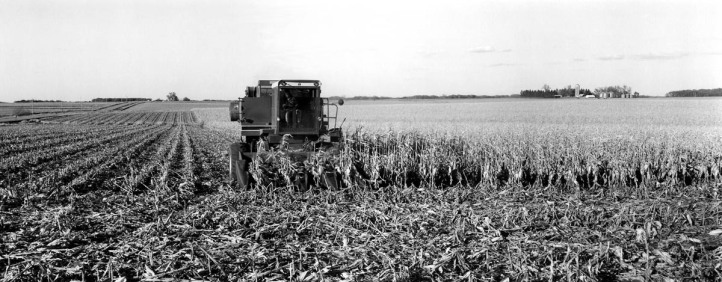 corn harvest burgeson farm 10-90 ip90-39-01 web.jpg
